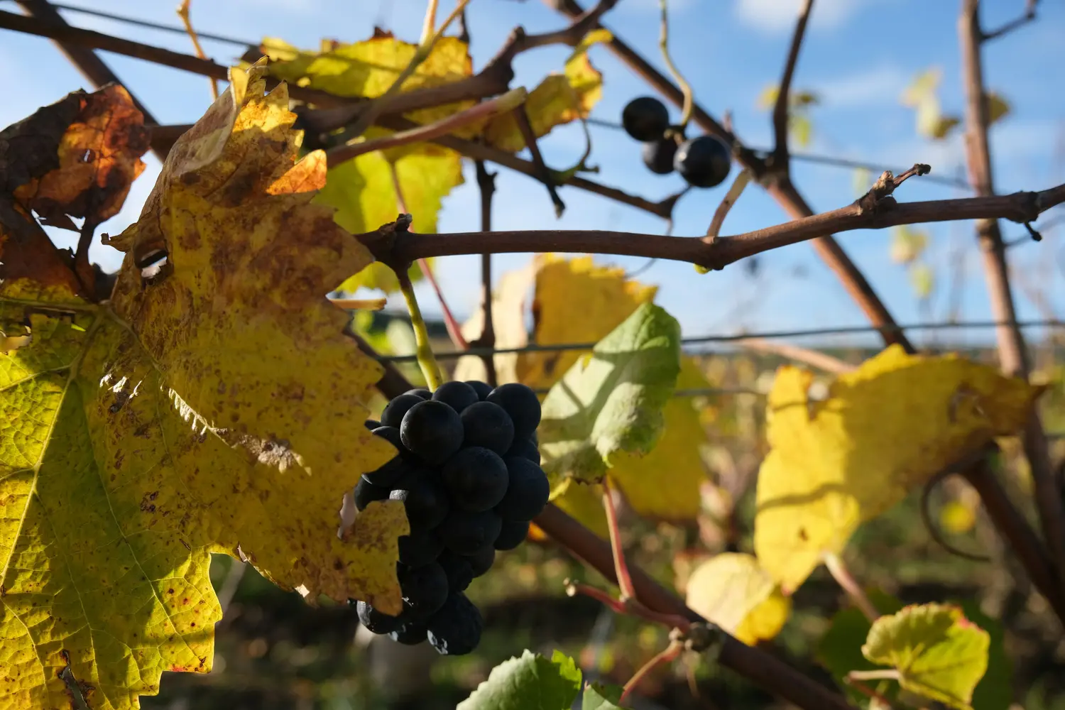  dark wine grapes hanging on a vine with bright yellow autumn leaves