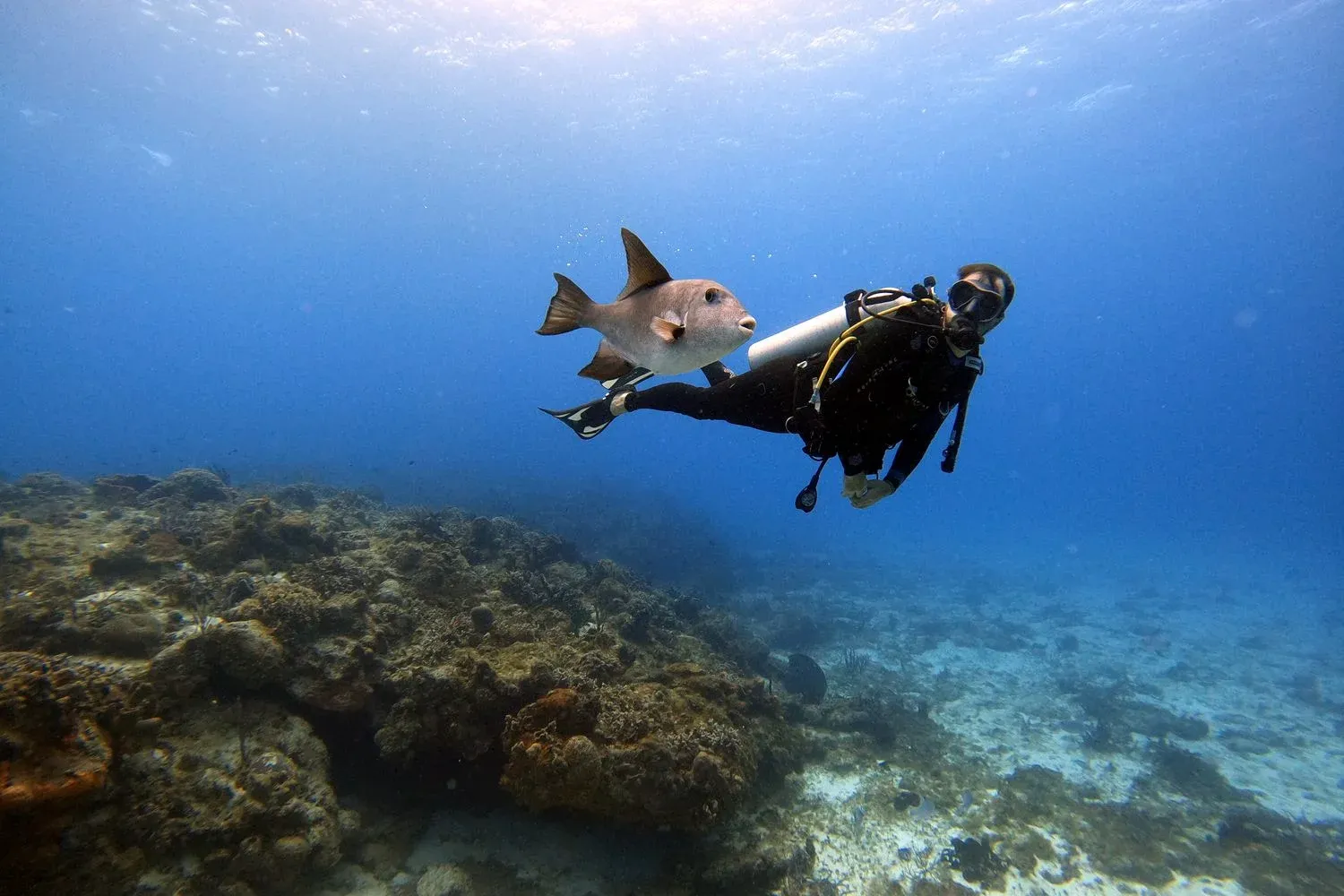 Coral reef in Cozumel, Mexico's clear waters