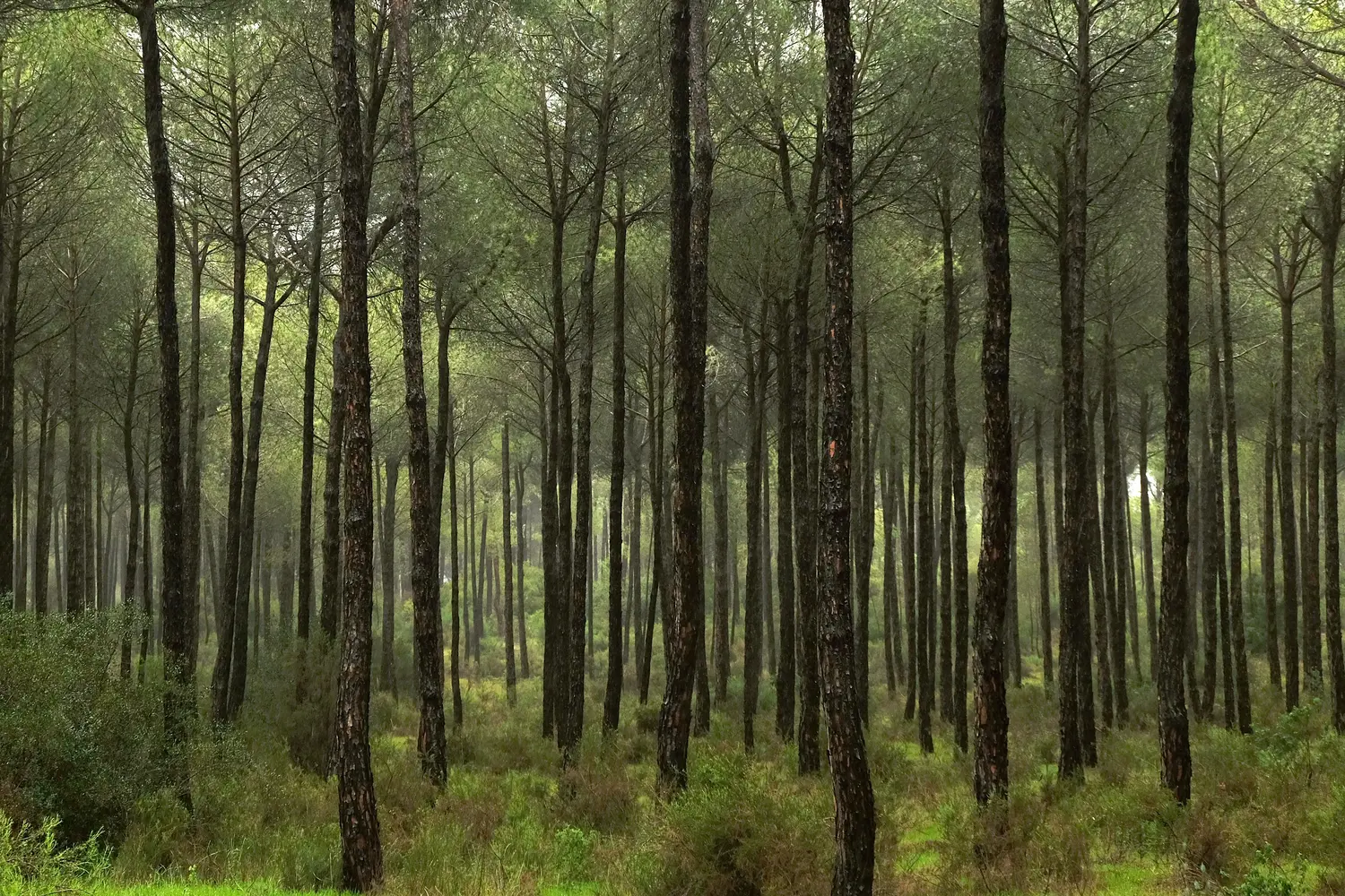 A dense forest filled with tall trees