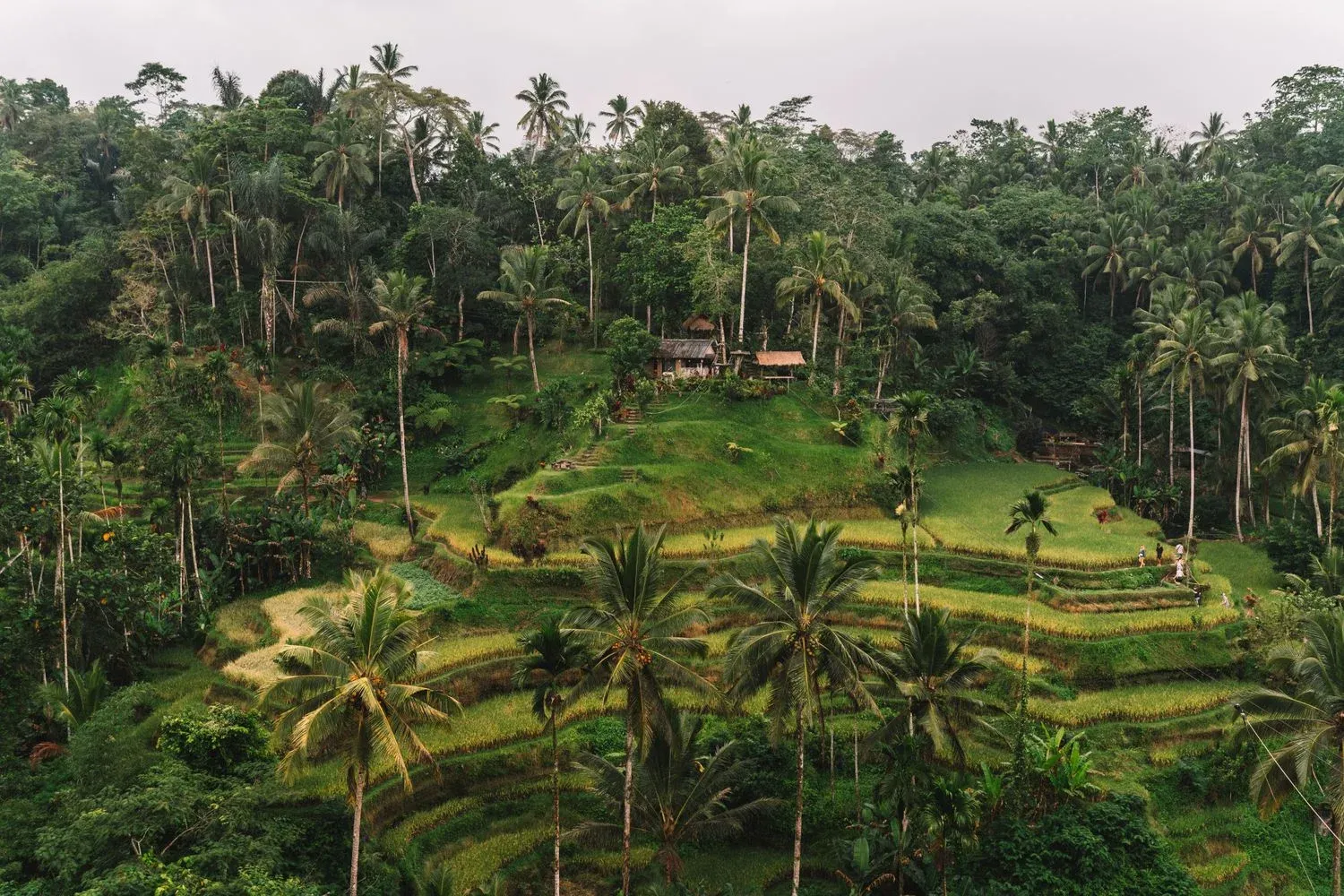 Terraced rice fields of Ubud, Bali