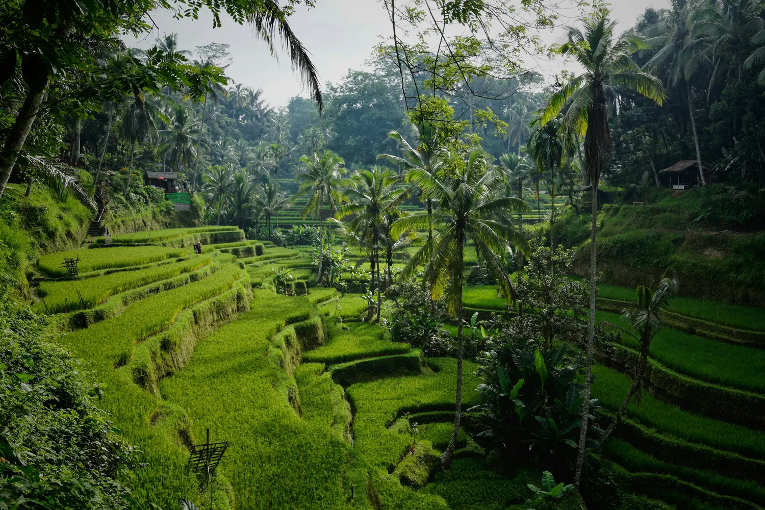 Cascading Tegallalang Rice Terraces located in Ubud, Bali, Indonesia