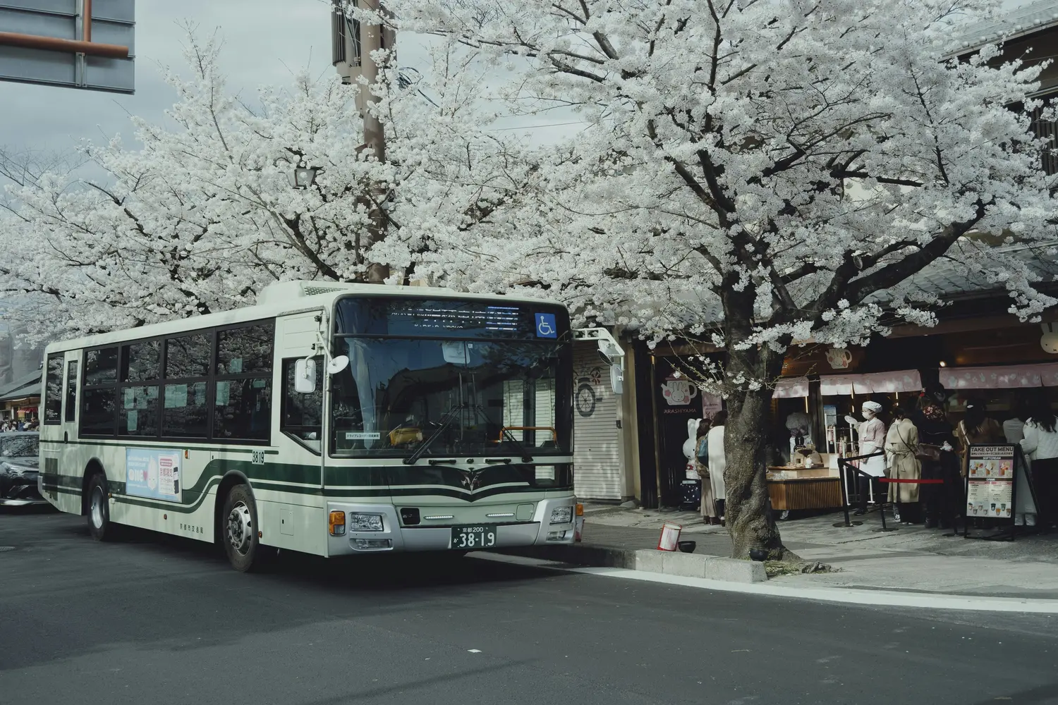 Green and white Kyoto City Bus driving past white cherry blossom (sakura) trees in Kyoto, Japan