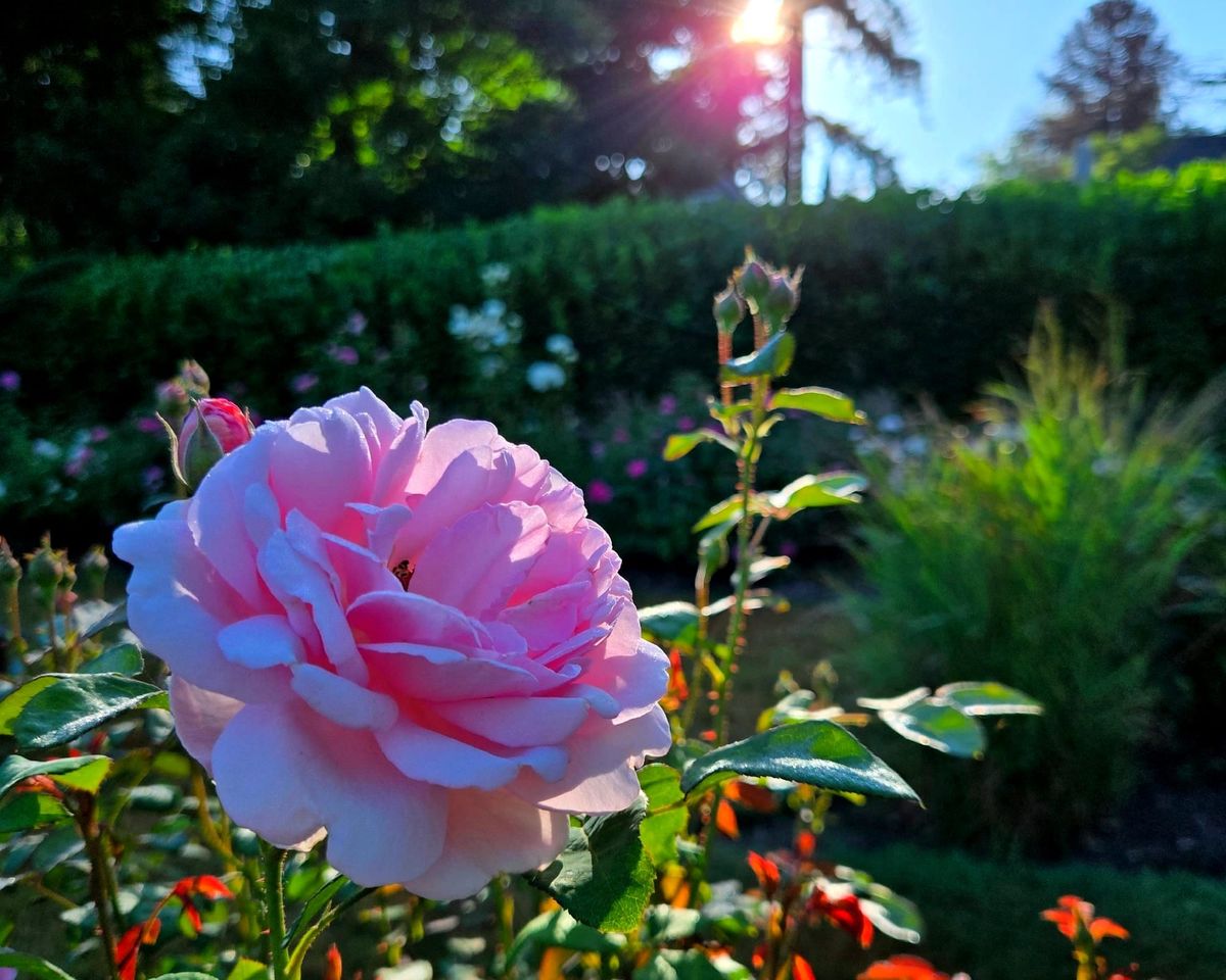 Hands to Heart: Claim Your Light, Embody Your Radiance | Upcoming Nourishment Series