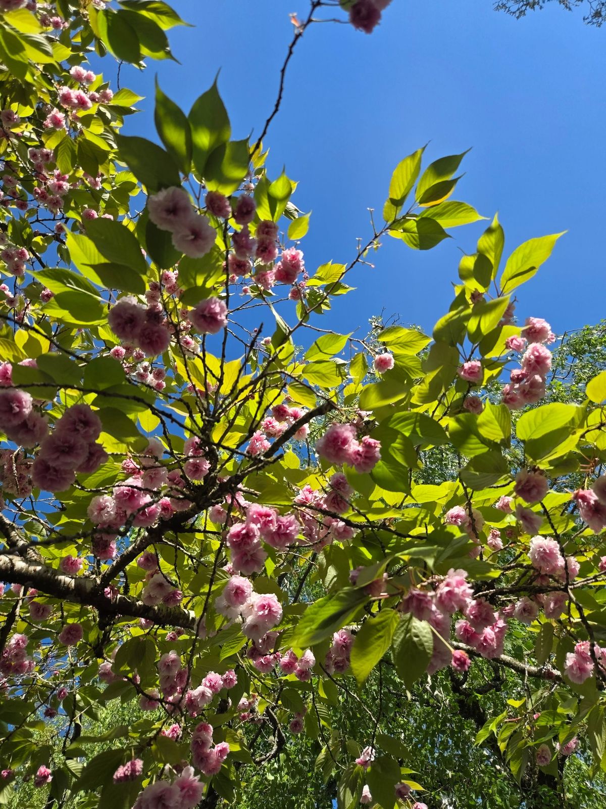 May Begins: Root, Rise & Return