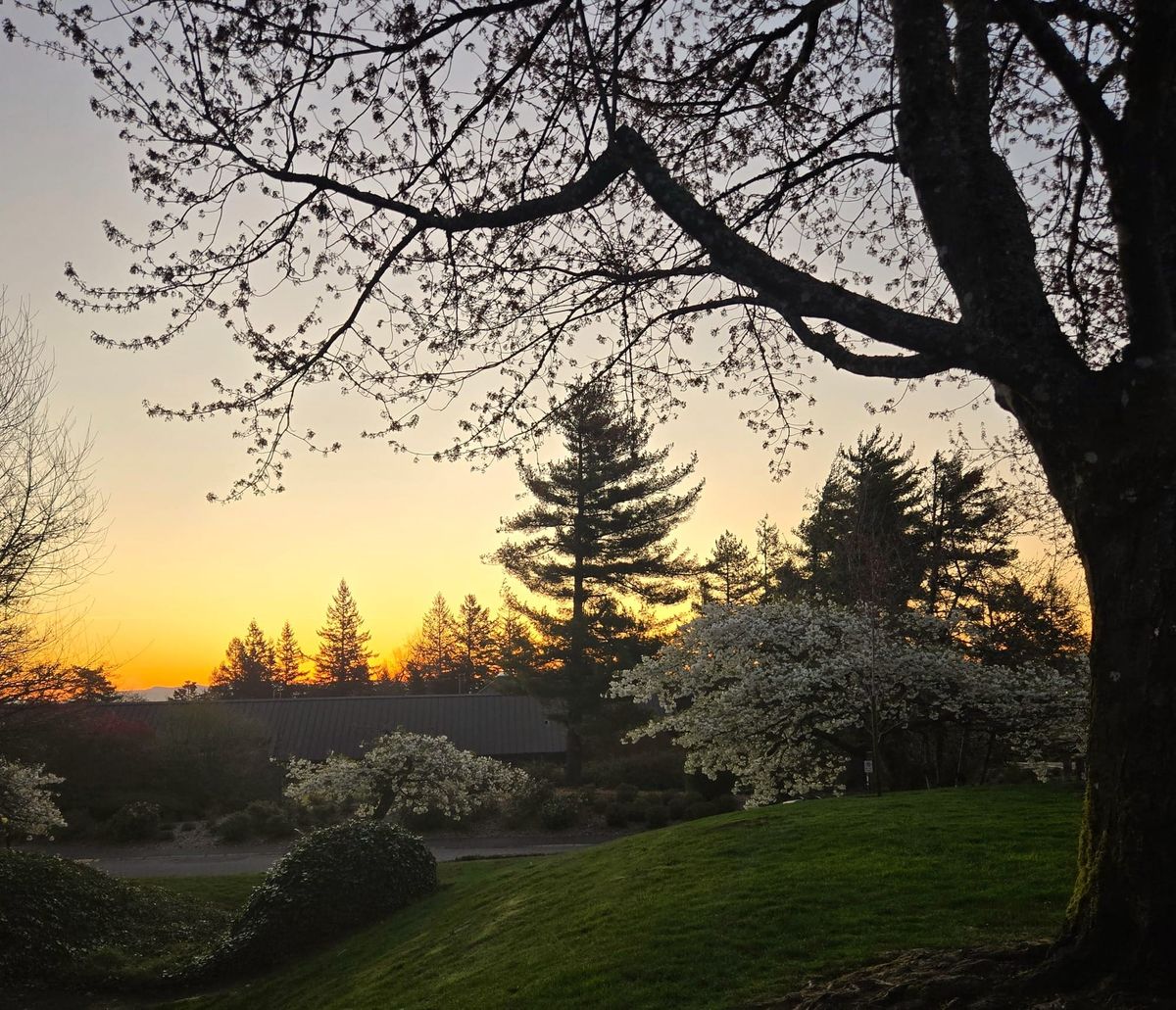 Root & Rise Yoga in Mountain Park