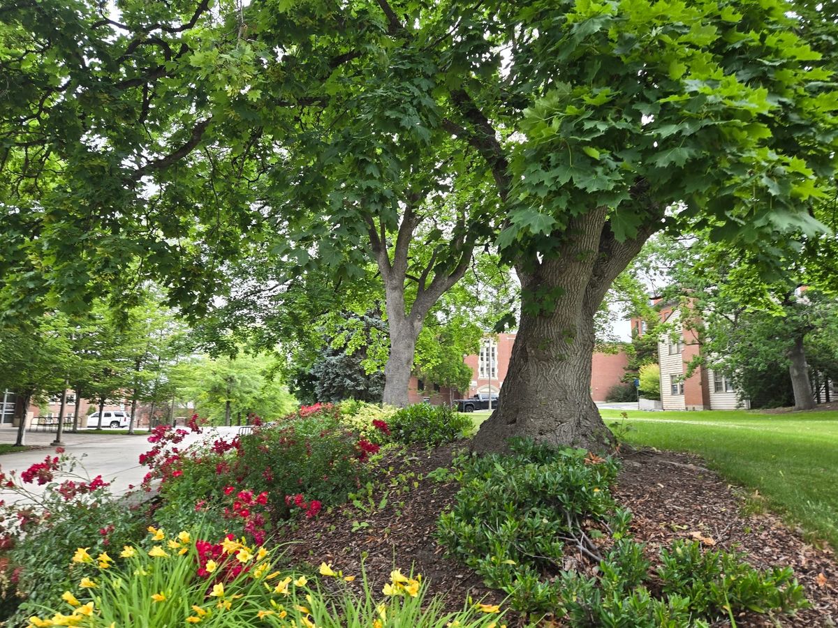 Inhabiting the Fullness of Life | Alive and Sweet. July's Embrace
