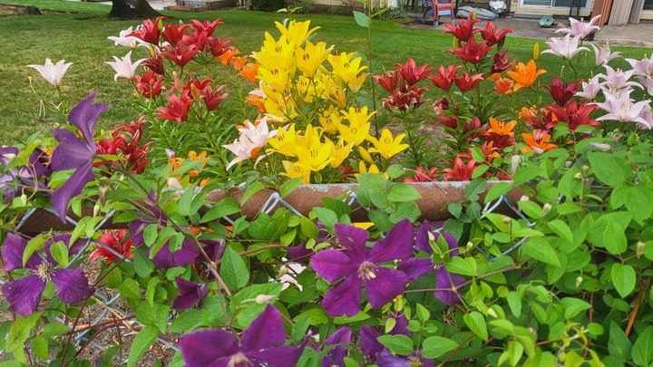 Honoring the Winds of Expression: Finding Balance in Bloom with Udana Vayu