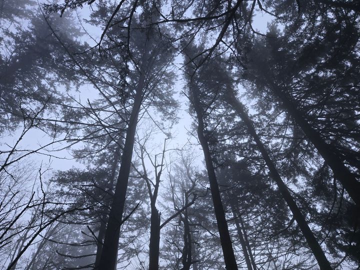 Foundation & Flow: Wolf Moon Shines on Winter Wellness