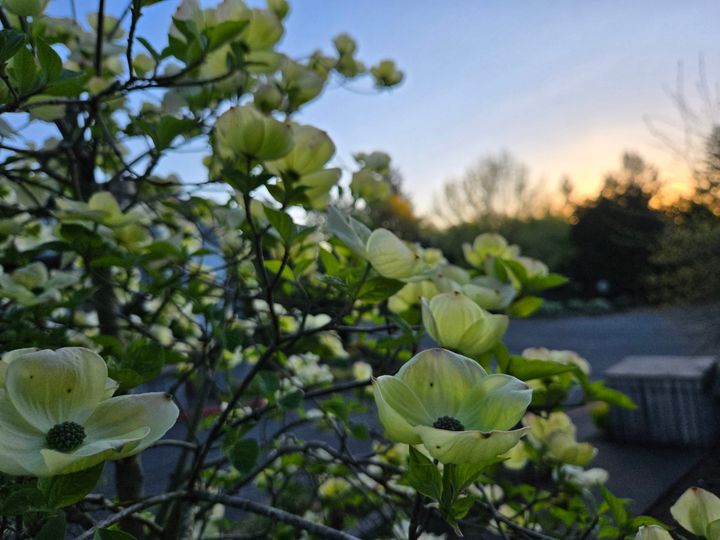 The Miracle of Earth: Belonging, Simplicity, & Letting Go