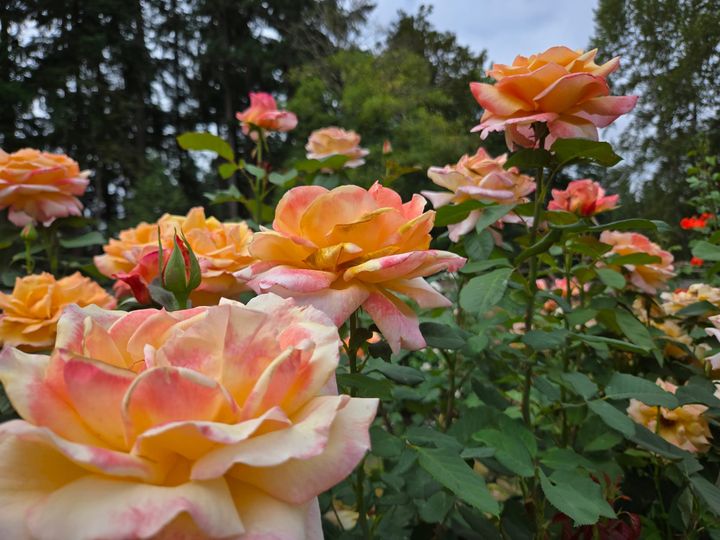 Keep Shining Without Depletion | Nourishment Series, Garden Yoga & More