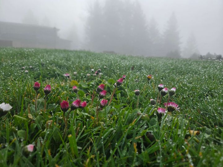 Emerge, Embody, Enliven, & Rest: Tending March Together