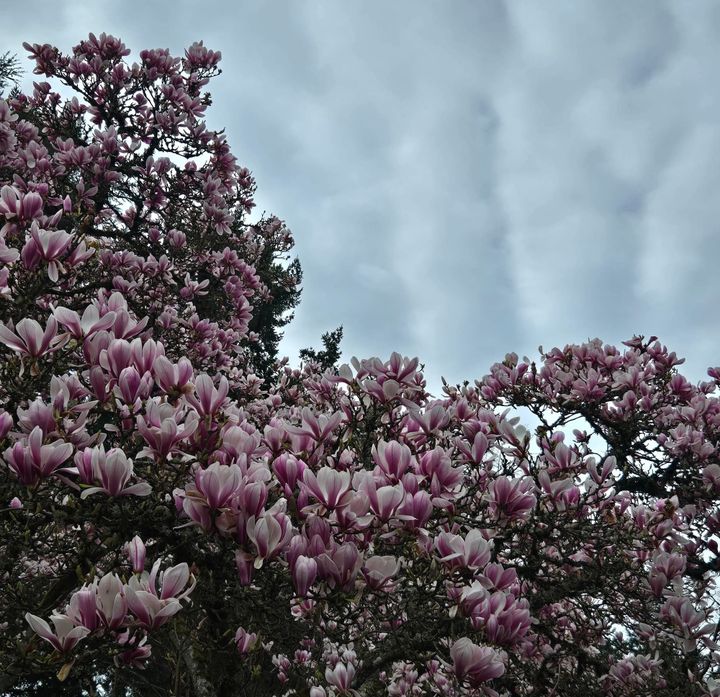 Reflections into Spring. Recalibrate. Renew. Awaken🌿