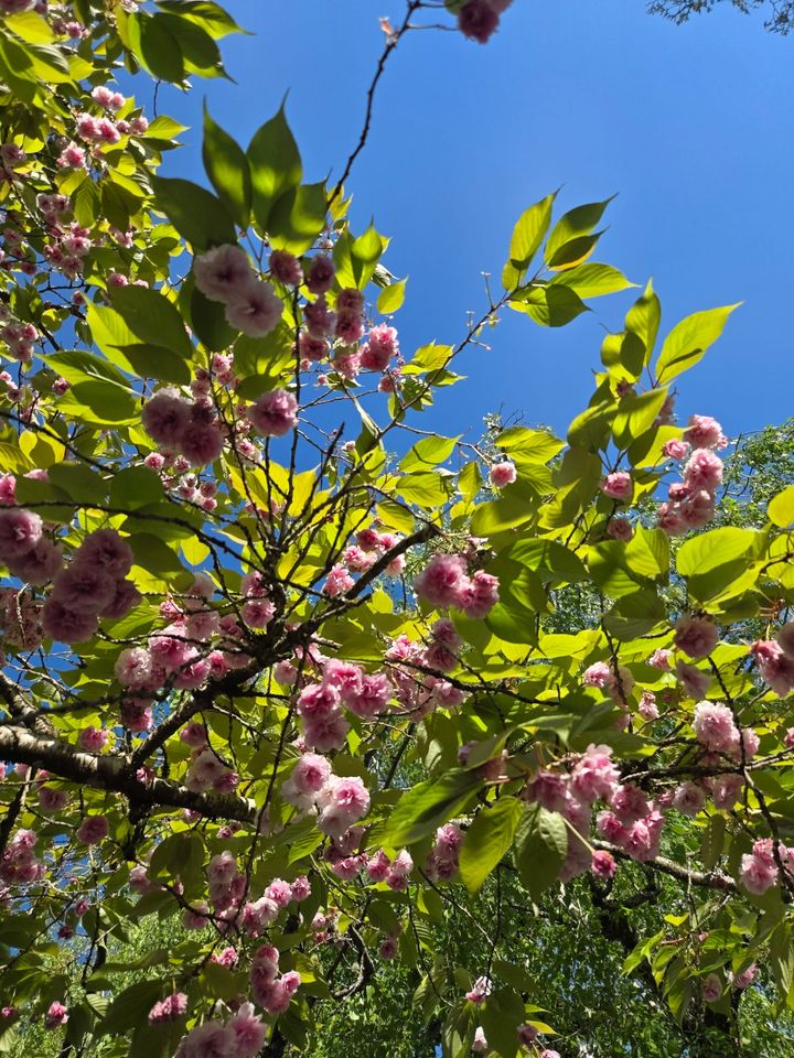 May Begins: Root, Rise & Return