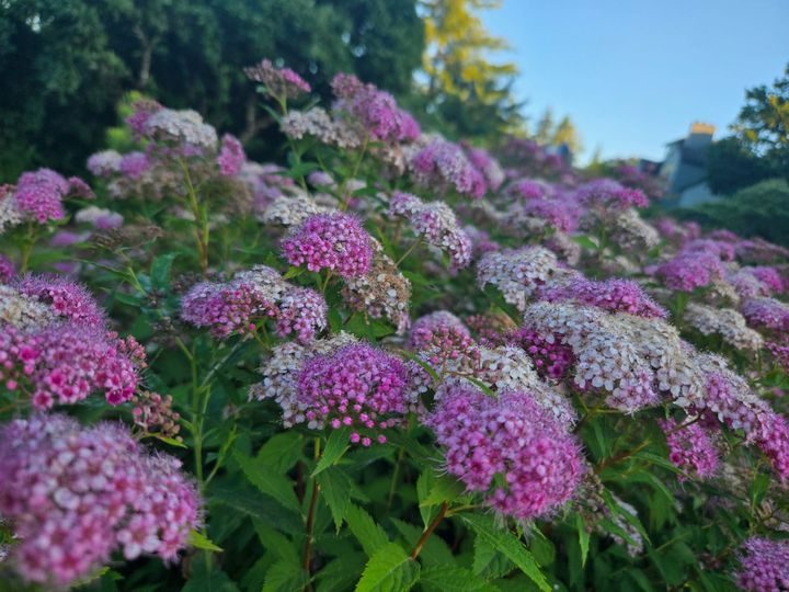Summer Sings - Tending the Fire, Rooted in the Heart