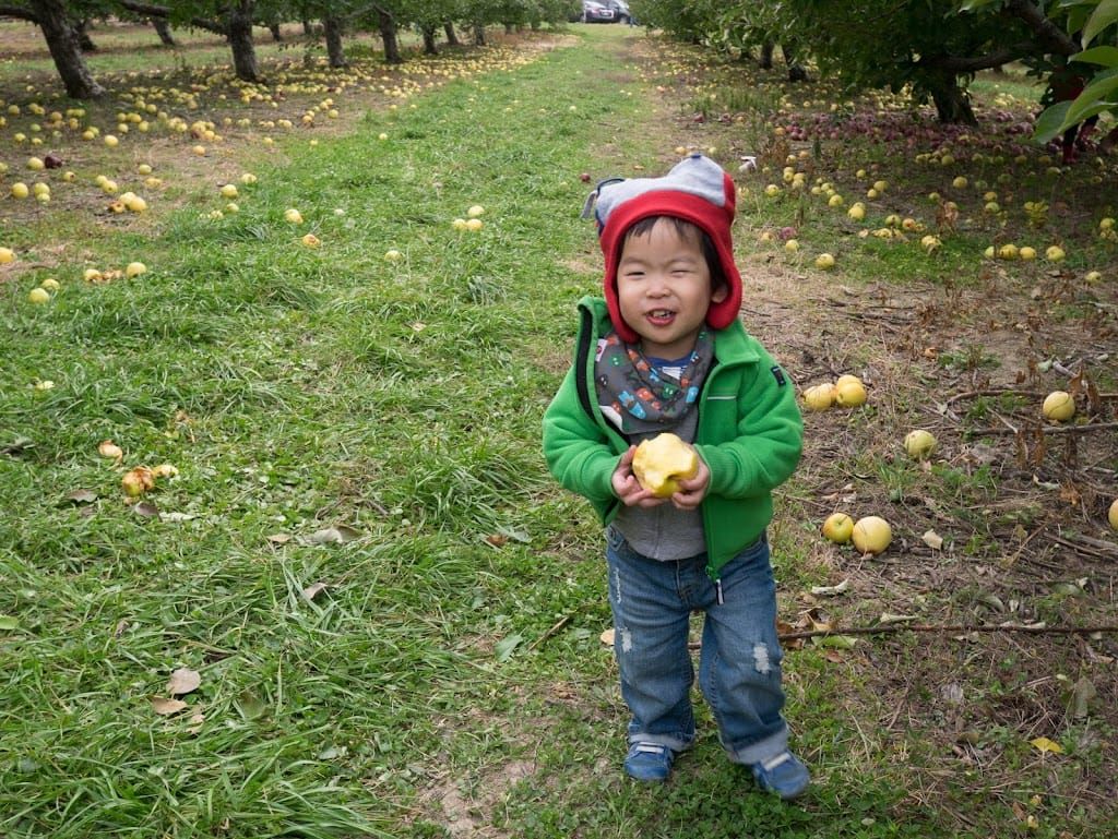 2Y1M Apple Picking @ Apple Ridge Farm