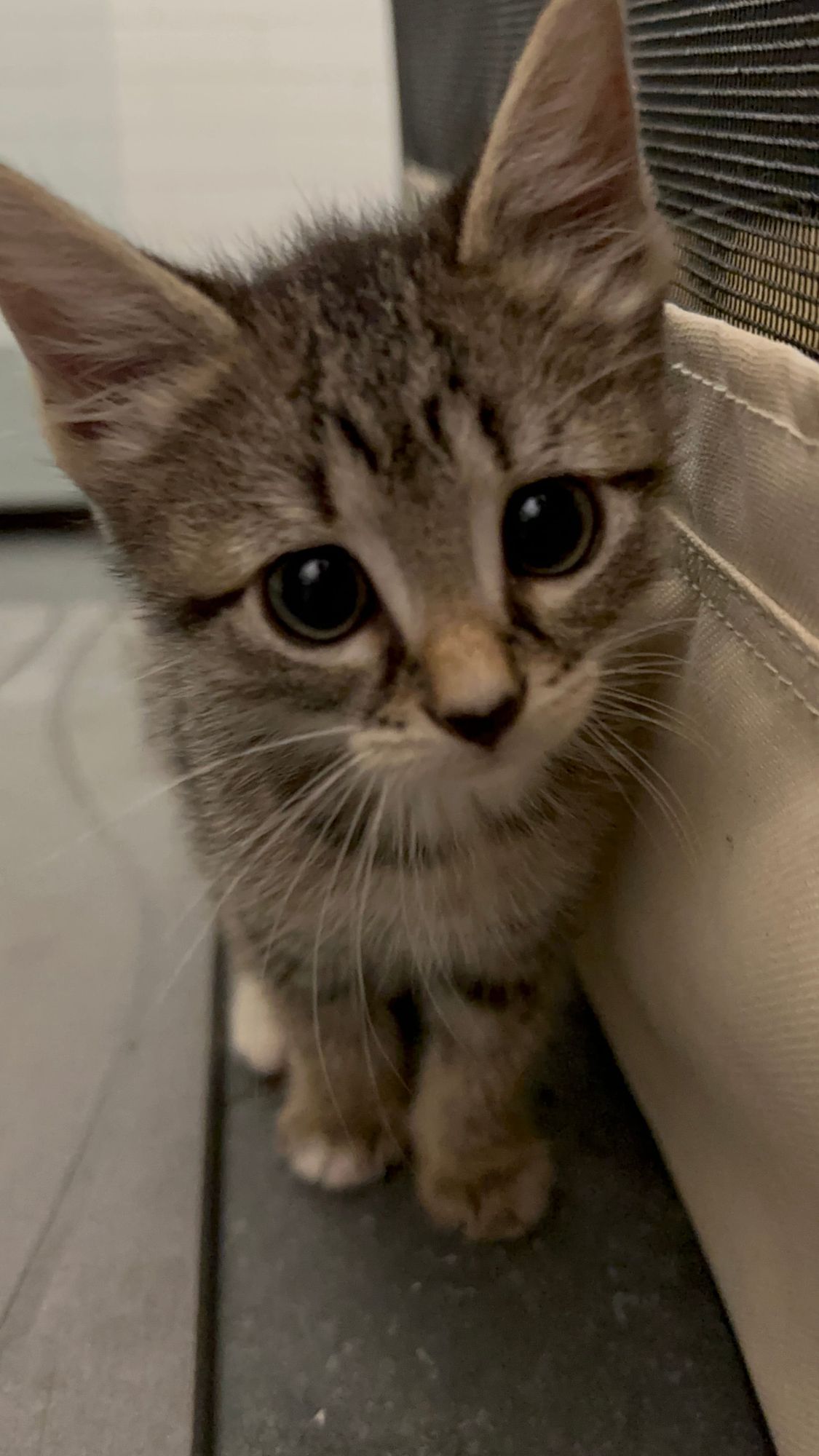 Hello Skiddish 後院撿來的小乖