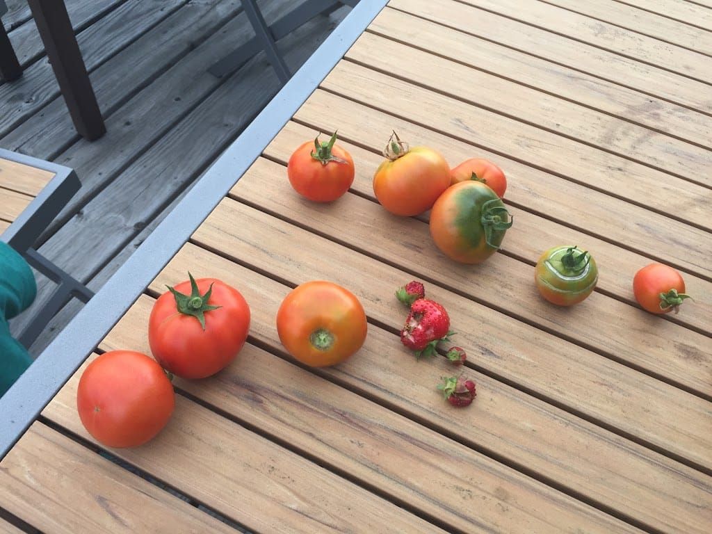 1Y10Ms little farmer