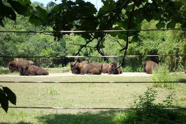 1Y11Ms Going to the Bronx Zoo