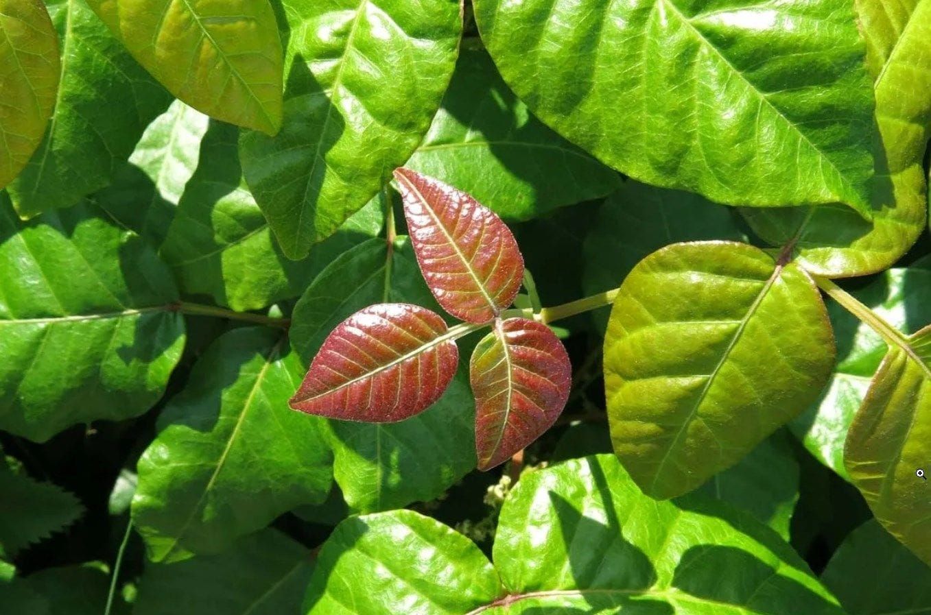For Sunday brunch I had a poison ivy sandwich—true story!