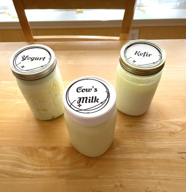 Whence cometh lactose intolerance?