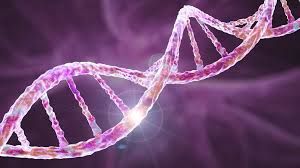 La selección natural se ha acelerado en la evolución humana reciente, según un estudio de ADN antiguo