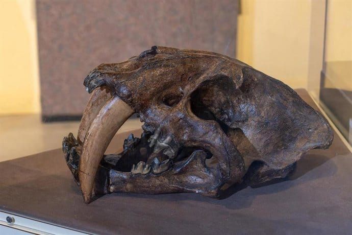 Mamíferos gigantes que desaparecieron hace 10 mil años desencadenaron efectos en cadena