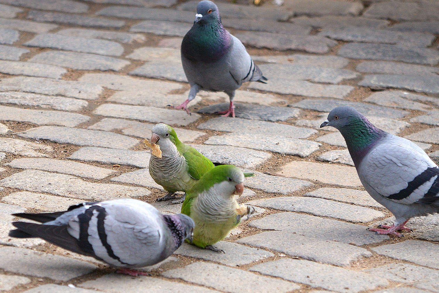 Los animales de ciudad son más audaces, agresivos, exploradores y activos que los de campo