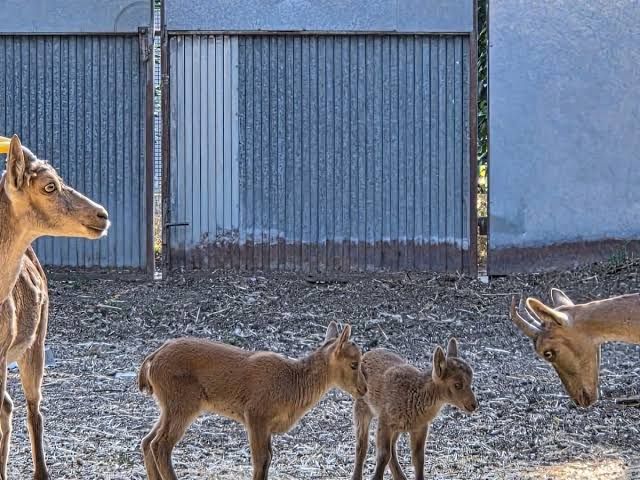 Nacen las primeras cabras monteses del mundo por fecundación 'in vitro' con muestras de animales muertos