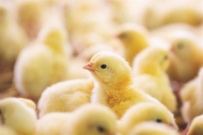 Iluminar el interior de huevos sin eclosionar podría permitir revelar el sexo de los pollos para evitar su sacrificio