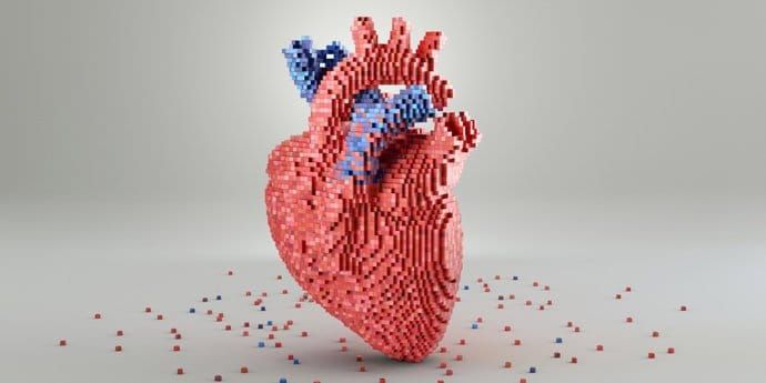 Investigadores obtienen un mapa virtual que muestra cómo se forma el corazón de los mamíferos