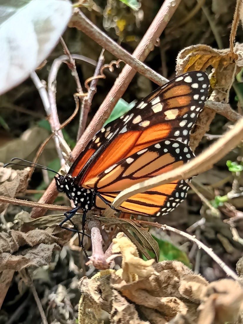 El cambio climático impulsa una migración sin precedentes de las mariposas a escala  global