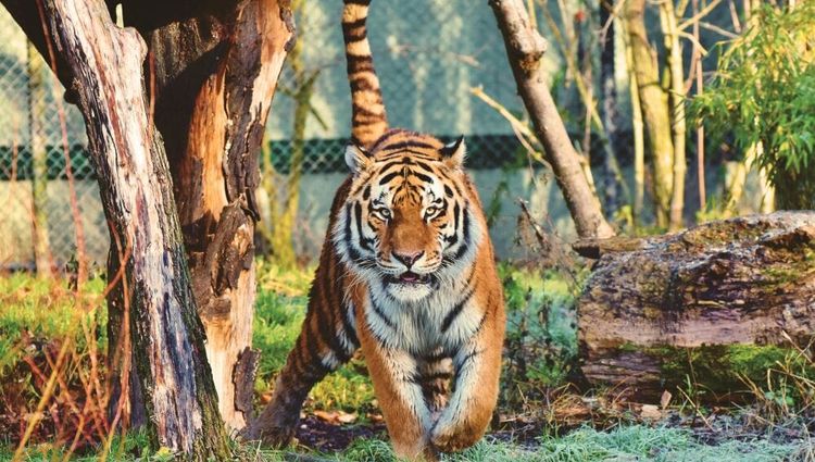 El calentamiento global cambió interacciones de aves y parásitos; afecta a poblaciones silvestres...