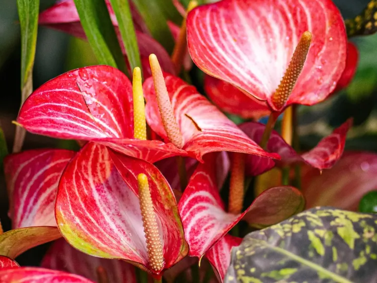 Las plantas con flores diversificaron sus estrategias de dispersión de semillas antes de lo que se pensaba