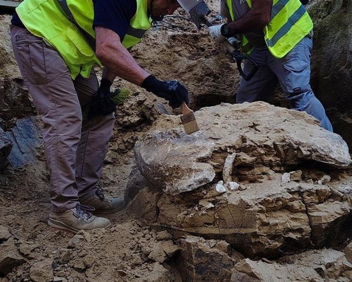 Hallan restos de una tortuga de más de 15 millones de años en las obras en un edificio de Madrid