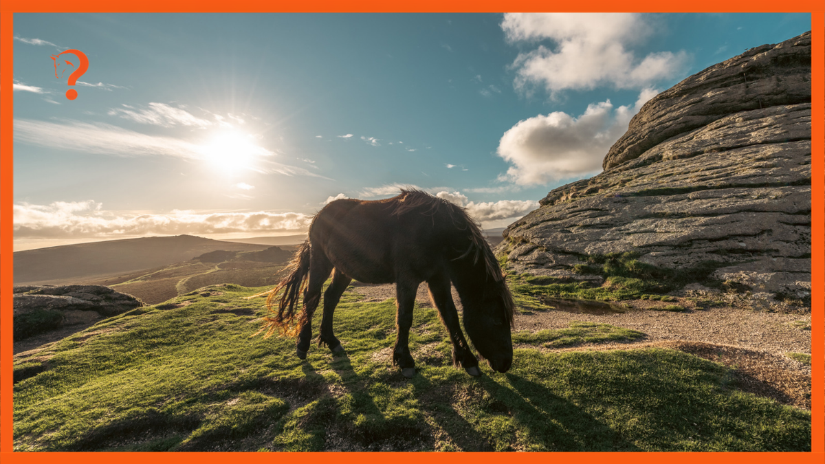 What is happening to Dartmoor Ponies