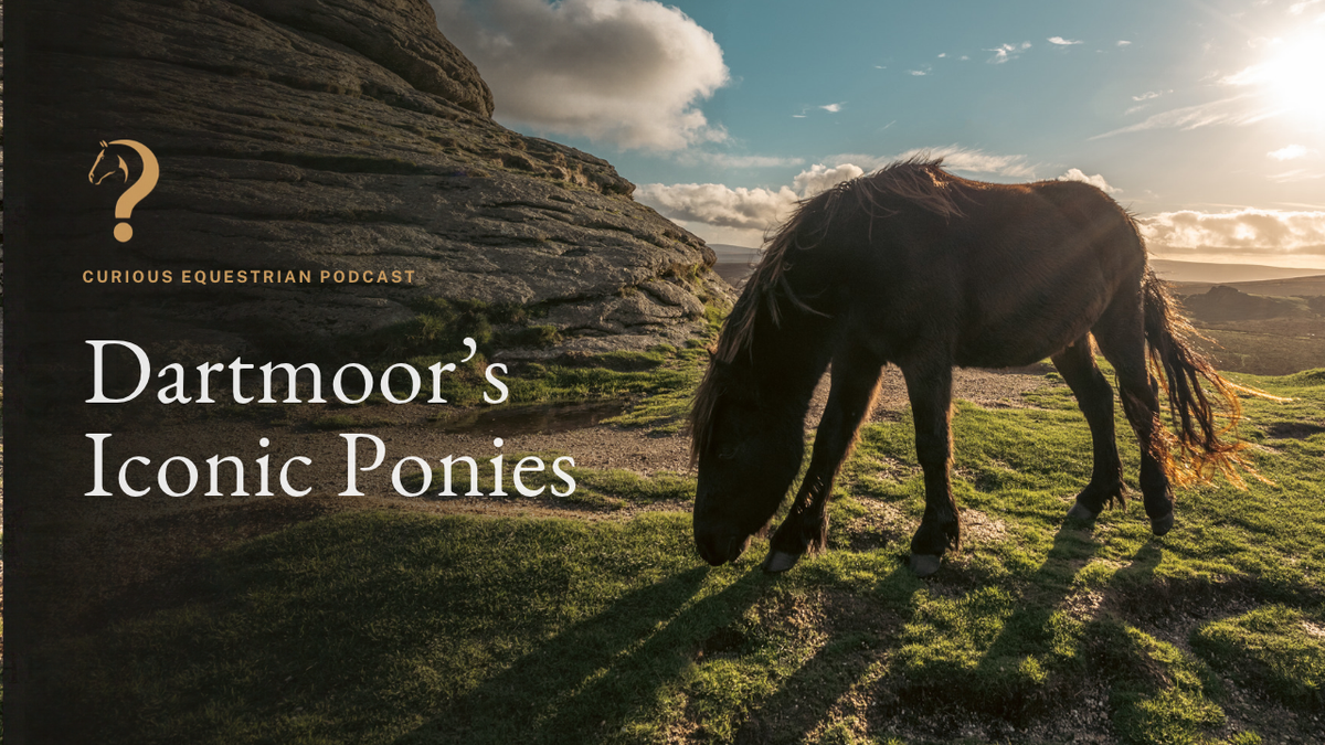 What is happening to Dartmoor ponies