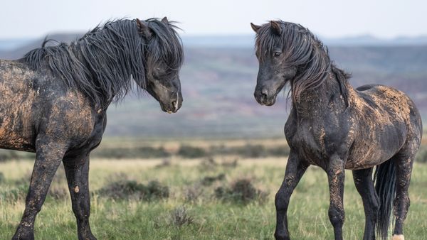 two wild horses facing each other, picture taken by Susan Goudge