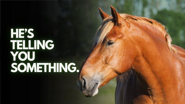 Scent Work for Horse Enrichment