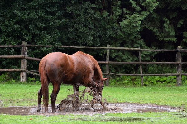 Rain Rot in Horses: A Complete Guide to Prevention, Treatment, and Management