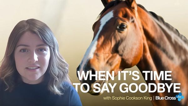 Horse euthanasia, grief, and the guilt nobody warns you about
