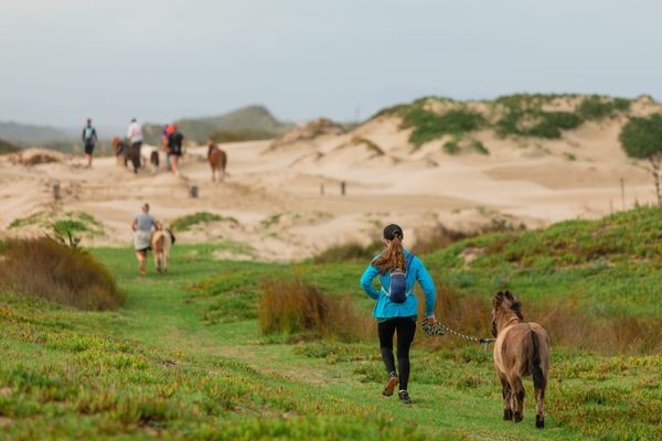 Miniature Horses as Athletes: From Rescue to Adventure Races