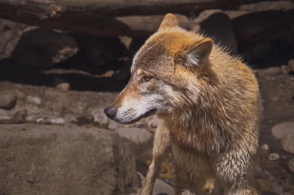 Tragödie in Italien: Hund rettet Kind vor Wolf und stirbt