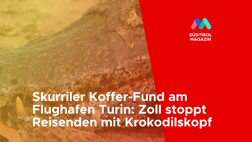 Skurriler Koffer-Fund am Flughafen Turin: Zoll stoppt Reisenden mit Krokodilskopf