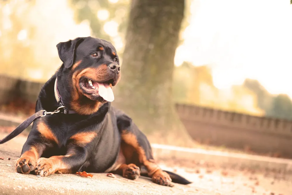 Hunde-Drama in Österreich: Eigener 50-Kilo-Rottweiler beißt Besitzerin fast tot