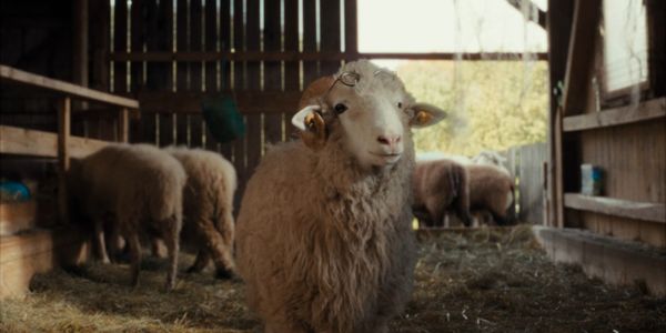 Schaf-Alarm im ZDF: Die skurrile Comedy „Sheep“ ist ab sofort in der Mediathek verfügbar!