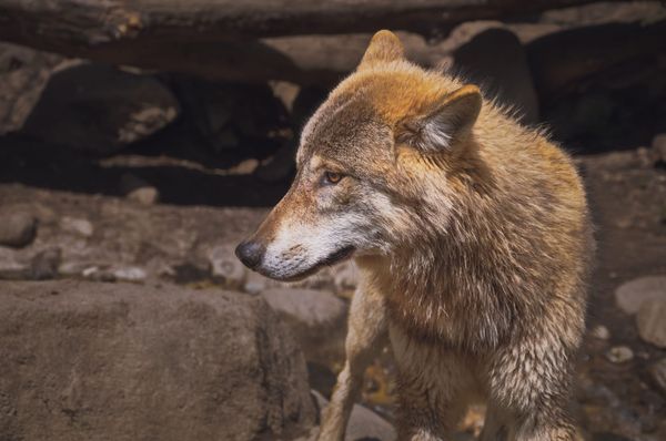 Tragödie in Italien: Hund rettet Kind vor Wolf und stirbt