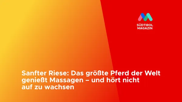Sanfter Riese: Das größte Pferd der Welt genießt Massagen – und hört nicht auf zu wachsen