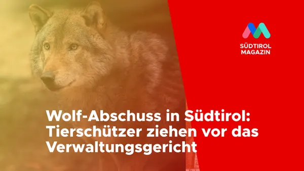 Wolf-Abschuss in Südtirol: Tierschützer ziehen vor das Verwaltungsgericht