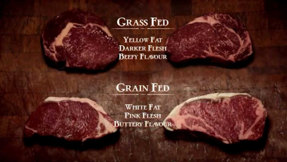 Grass Fed Beef: Is it A Scam?