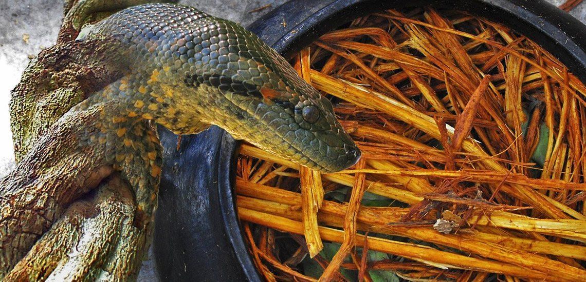 Understanding Psychedelic Plant Medicine as Treatment for Veterans